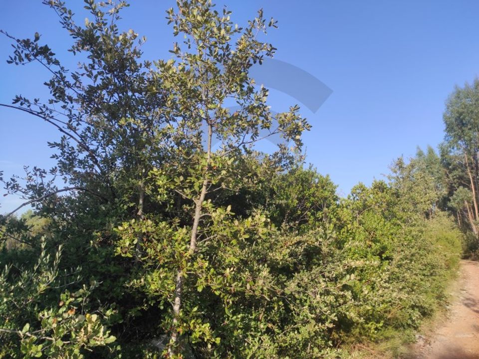 Plot of land for sale in Fatima, Santarem District € 10,000 Ref 16077004