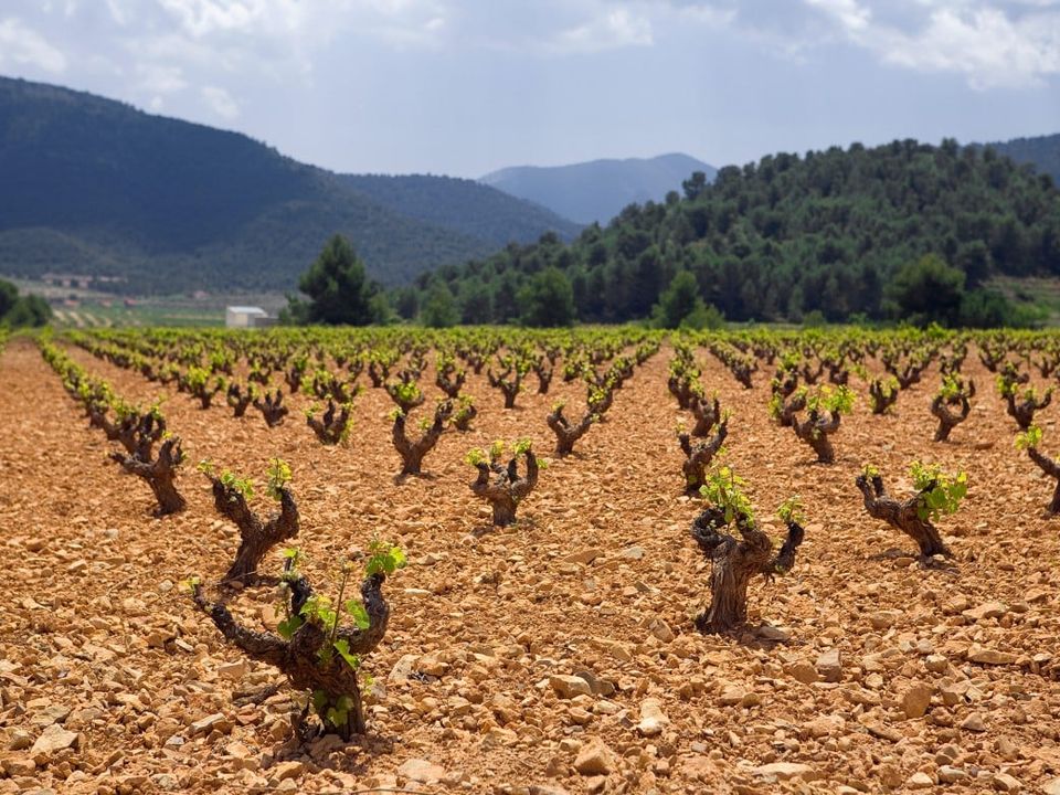 Properties for sale in Bullas, Murcia province Kyero