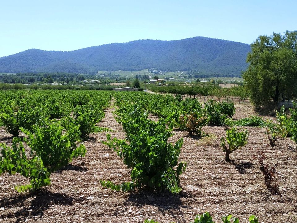 Properties for sale in Bullas, Murcia province Kyero